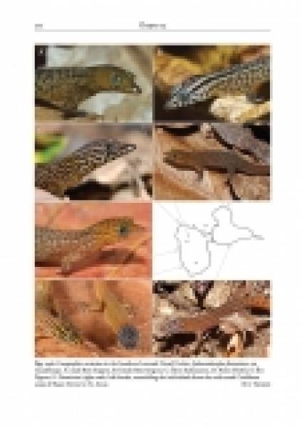 Reptiles of the Lesser Antilles